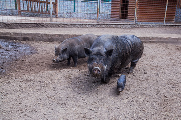 breed of black pigs at rural farms