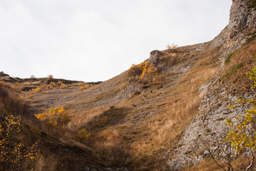 Mountain goats in Bolshoy Tkhach national park