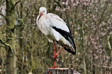 white stork in the nest