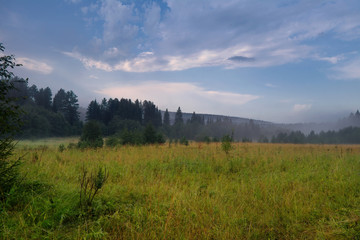 Fototapeta na wymiar Summer landscape green meadow on a background of forest and cloudy sky.