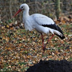 A view of a White Stork