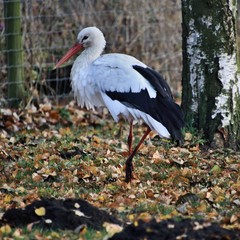 white stork in the nest
