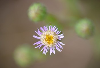 Erigeron alpinus plant flower in bloom.