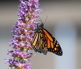 butterfly on flower