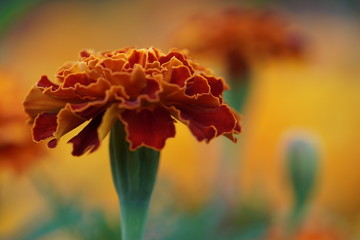 Macro photo beautiful orange flowers Marigolds Tagetes erecta.Close-up,selective focus.African Marigold.
