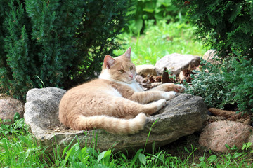 Obraz premium ginger cat lies on a stone in the garden