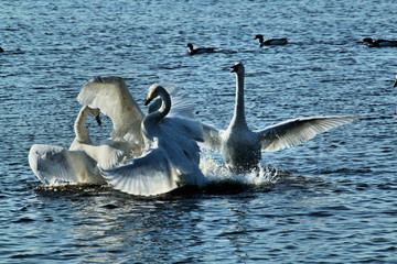 swans on the lake