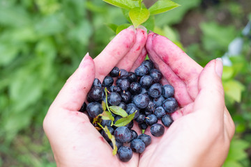 Handpicked wild blueberries (Vaccinium myrtillus). Hands holding summer forest berries.