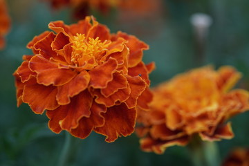 Macro photo beautiful orange flowers Marigolds Tagetes erecta.Close-up,selective focus.African Marigold.
