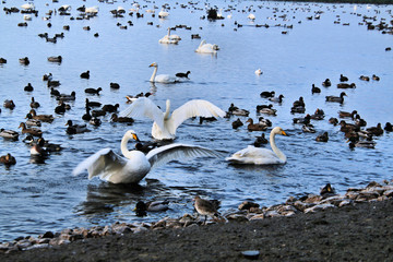 A view of some Whooper Swans