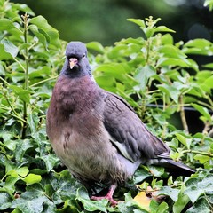 A view of a Wood Pigeon