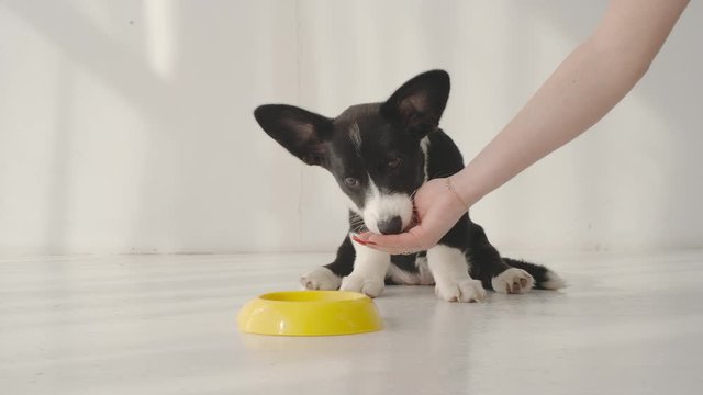 Black and white corgi eats from owner's hand at home