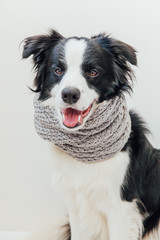 Funny studio portrait of cute smiling puppy dog border collie wearing warm clothes scarf around neck isolated on white background. Winter or autumn portrait of little dog.