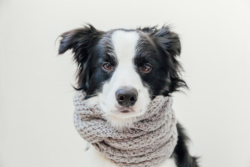 Naklejka na ściany i meble Funny studio portrait of cute smiling puppy dog border collie wearing warm clothes scarf around neck isolated on white background. Winter or autumn portrait of little dog.