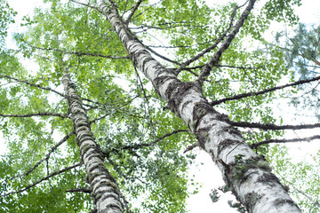 Green birch tree under sky.. Summer in the forest.