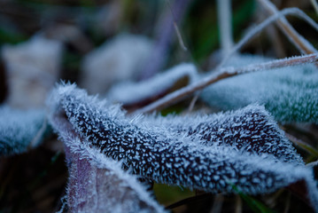 Hoarfrost on grass and leaves in the morning