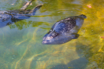 Cute baby seal sleeping in water
