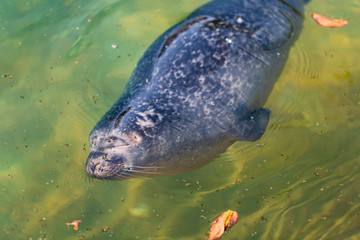 Fototapeta premium Cute baby seal sleeping in water