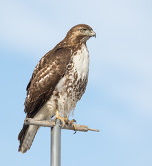 red tailed hawk