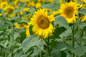 Sonnenblumenfeld (Helianthus annuus)