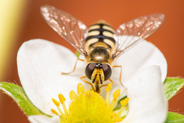 Syrphidae on flower