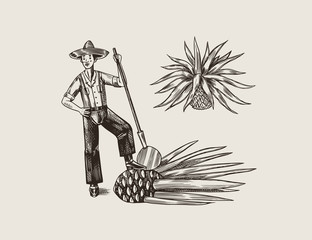 Fototapeta na wymiar Agave Plant for Cooking tequila. Fruit and farmer and harvest. Retro poster or banner. Engraved hand drawn vintage sketch. Woodcut style. Vector illustration.