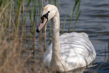 Adult Mute Swam Swimming in  the Reeds