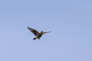 Meadow Pipit Flying Across the Sky