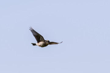 Meadow Pipit Flying Across the Sky