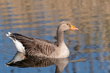 Naklejka na ściany i meble Greylag Goose Floating on water