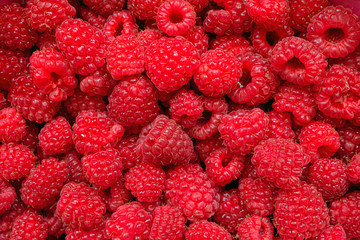 Big ripe fresh raspberry berries. Harvest background.