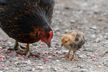 Young Chicken and Chick Looking for Food
