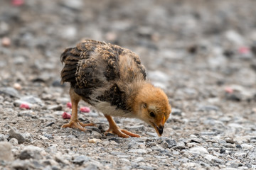 Young Chick Looking for Food