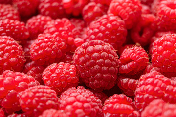 Ripe fresh raspberry berries stack in heap. Close-up.