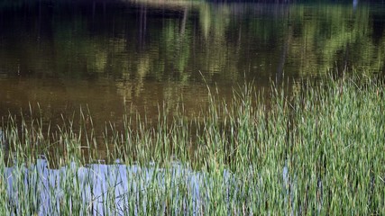 Rushes on the park pond, reflections of trees in the water.