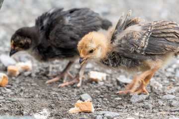 Young Chick's Looking for Food