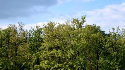 A combination of a slightly cloudy blue sky with the treetops.