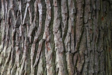 Photo of tree bark suitable as a background or texture.