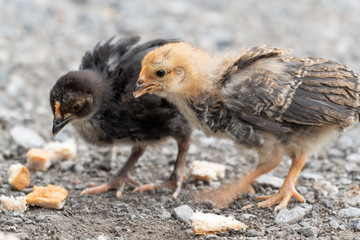 Young Chick's Looking for Food