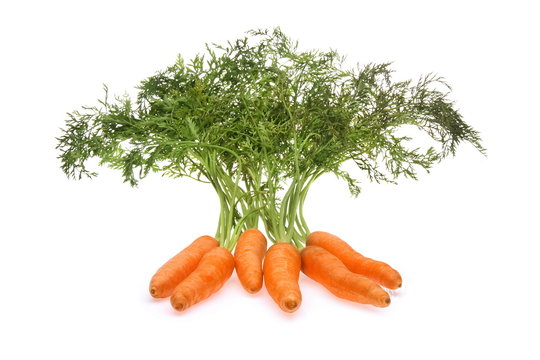 Bunch Of Whole Carrots On White Background