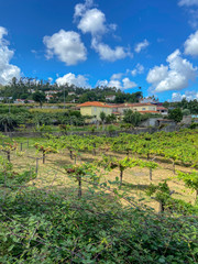 Fototapeta na wymiar Red grapes in the vineyard. Agricultural field in Minho Region. Minho is the biggest wine producing region in Portugal.