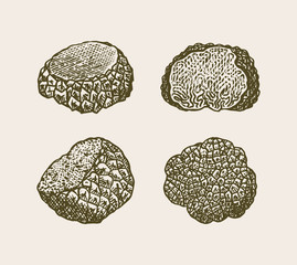 Truffles mushrooms set. Engraved hand drawn vintage sketch. Ingredients for cooking food. Woodcut style. Vector illustration.