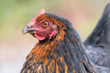 Close up Portrait of a Chicken