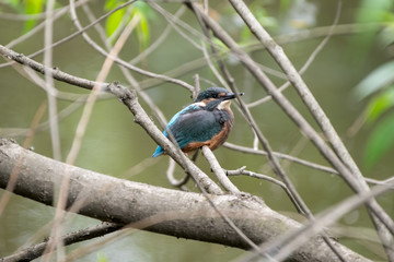 Kingfisher Resting on a Branch