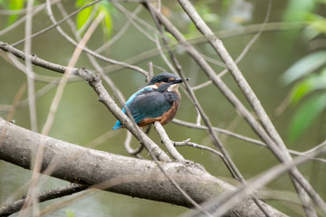 Kingfisher Resting on a Branch
