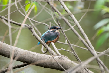 Kingfisher Resting on a Branch