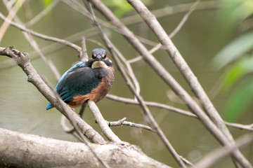 Kingfisher Resting on a Branch