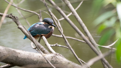 Kingfisher Resting on a Branch