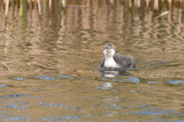 Young Coot Waiting to be Fed
