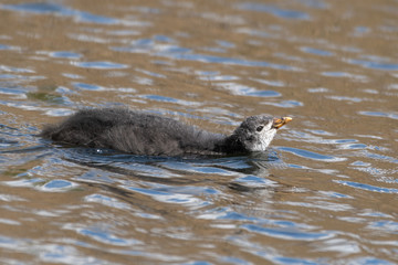 Young Coot Waiting to be Fed
